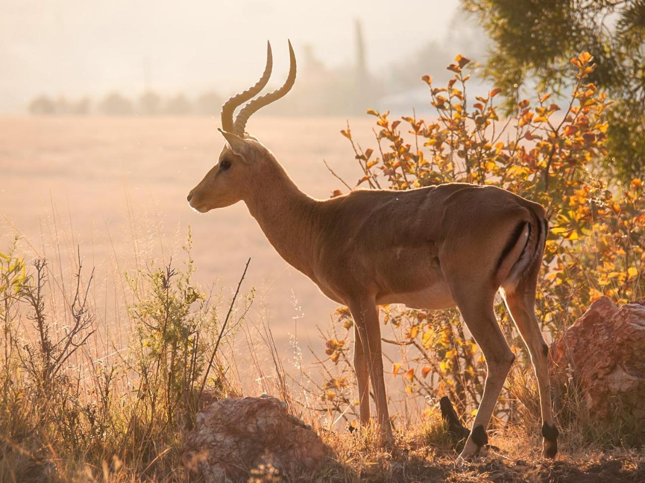 Kloofzicht Lodge & Spa 크루거스도프 외부 사진 Greater kudu