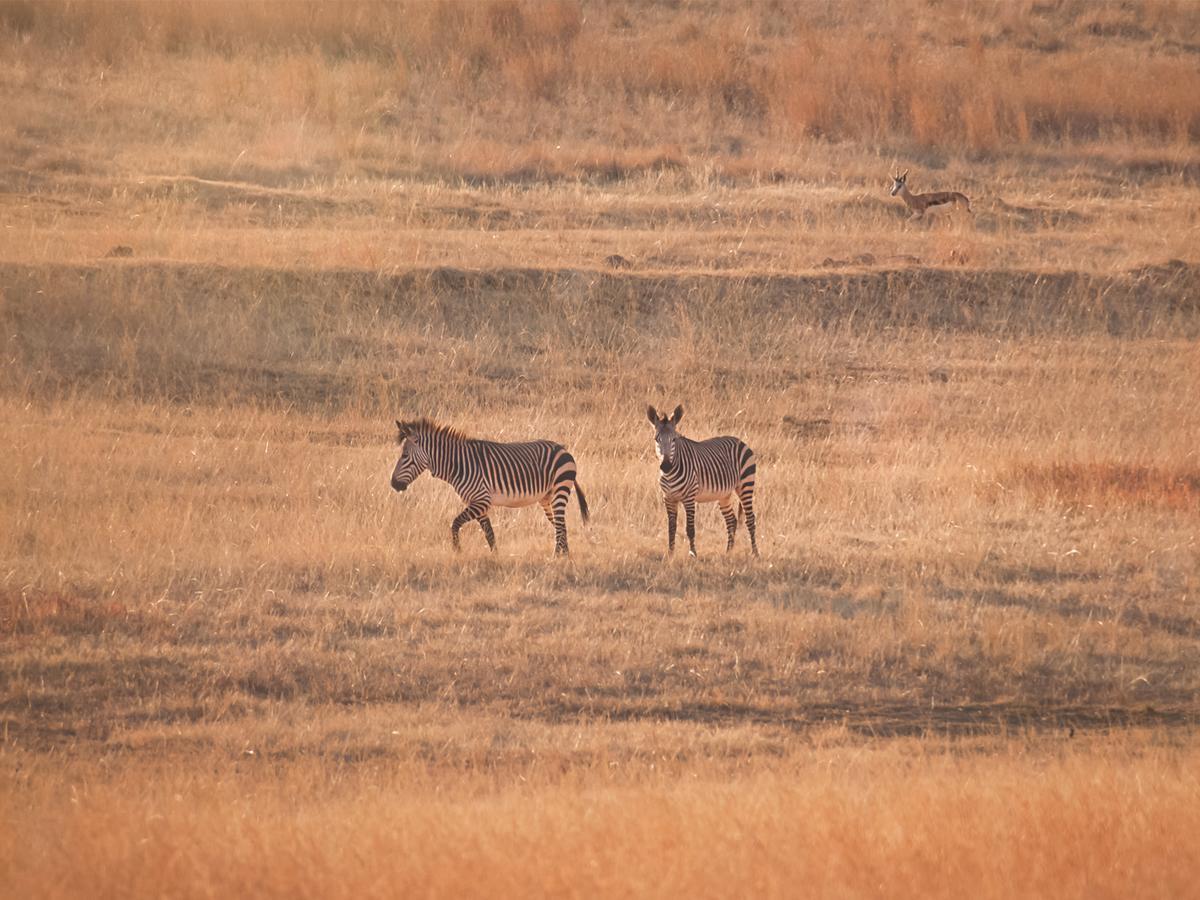 Kloofzicht Lodge & Spa 크루거스도프 외부 사진 Zebras in the park